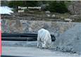 Bigger mountain goat.jpg