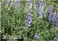 Lupine Flowers.jpg