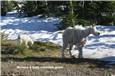 Momma & baby mountain goats.jpg