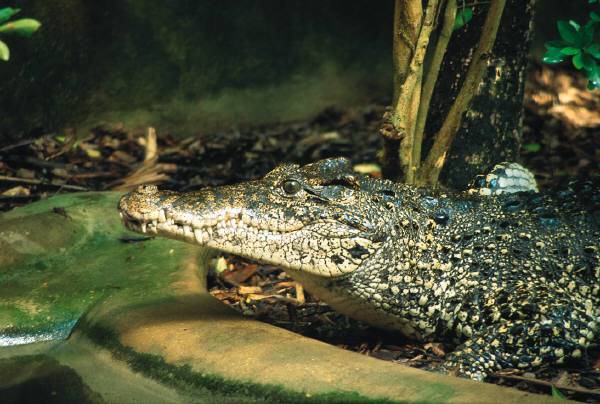 alligator-6.jpg