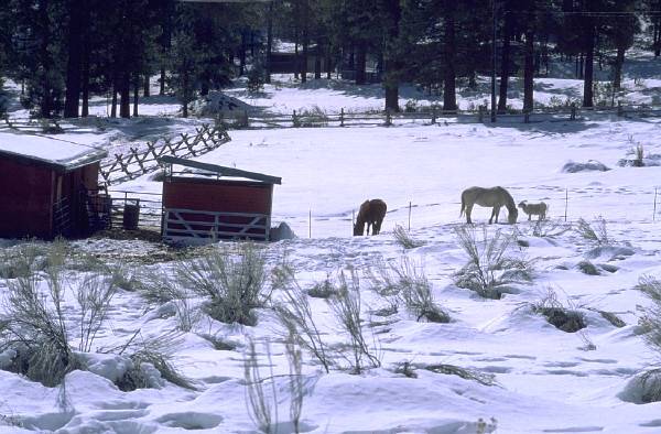 horses-1.jpg