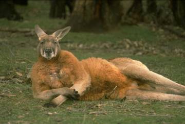 kangaroo.jpg