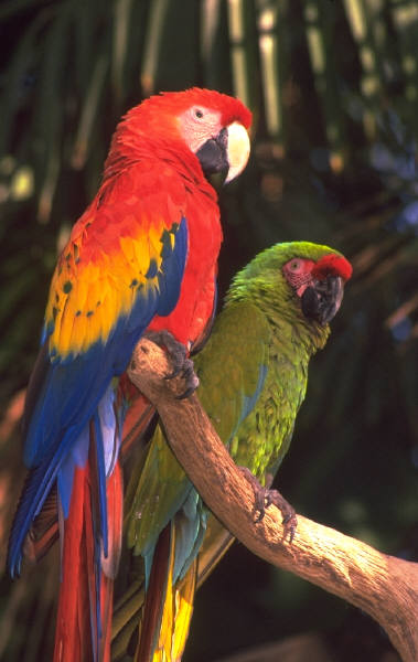 macaws.jpg