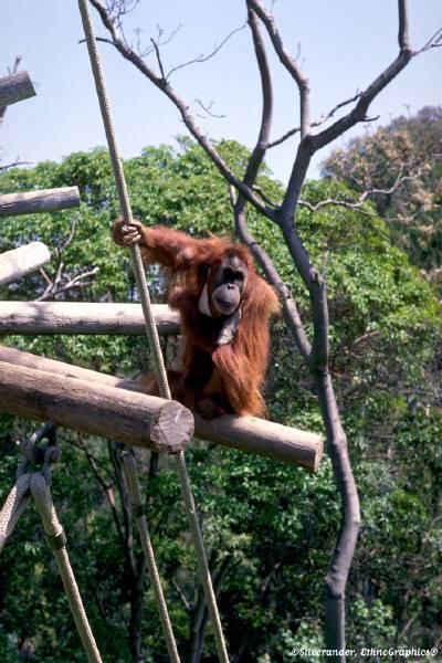 orangutan.jpg