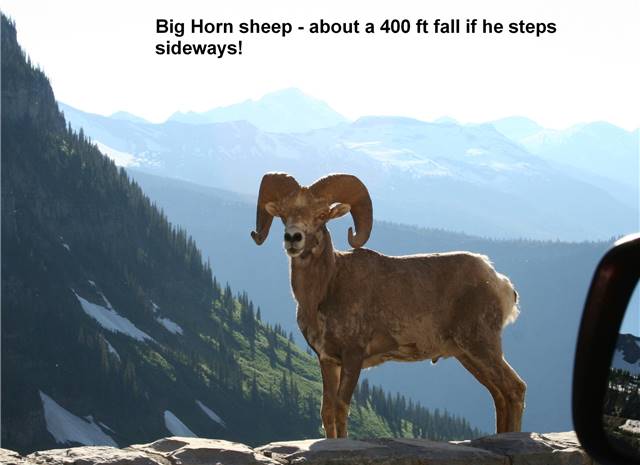 Big Horn Sheep #1.jpg