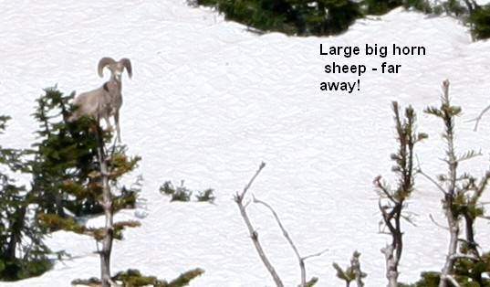 Large Big Horn Far Away.jpg