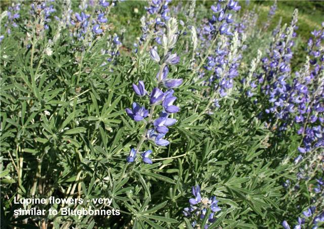 Lupine Flowers.jpg