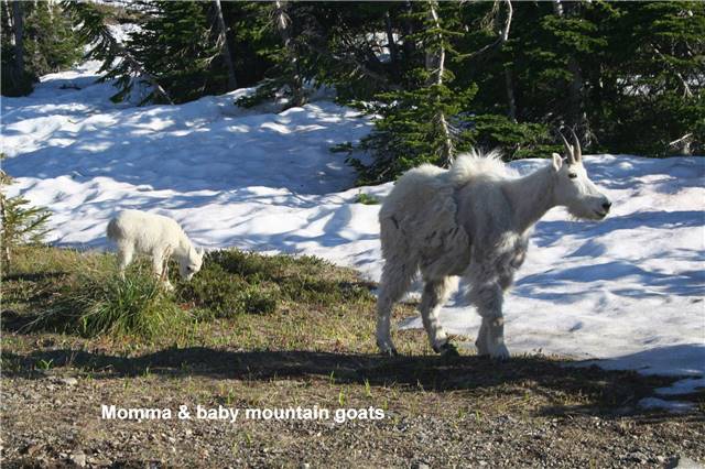 Momma & baby mountain goats.jpg