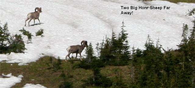 Two Big Horn Sheep walking.jpg