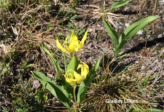 Two Glacier lillies.jpg