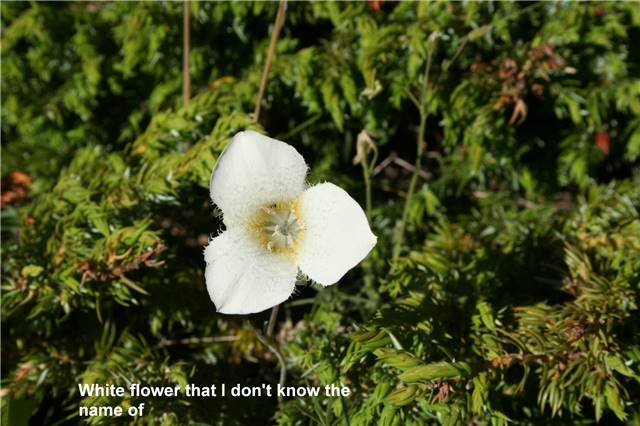 White flower.jpg