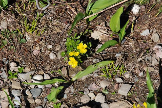 2010 Jul 8 Glacier_002.jpg