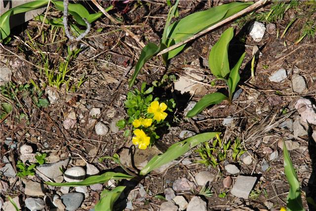 2010 Jul 8 Glacier_003.jpg