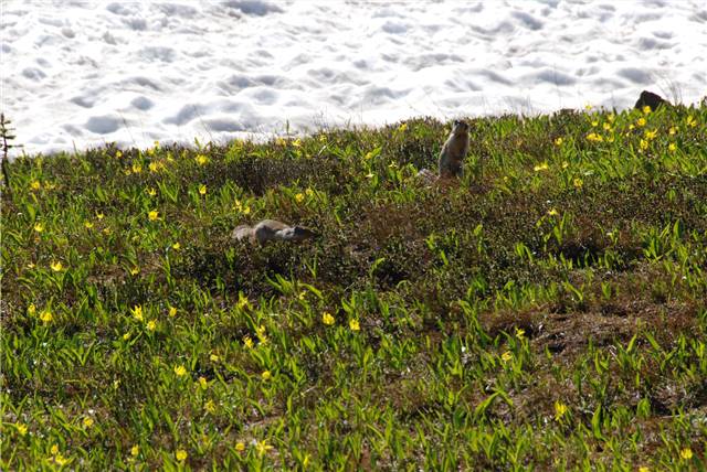 2010 Jul 8 Glacier_007.jpg