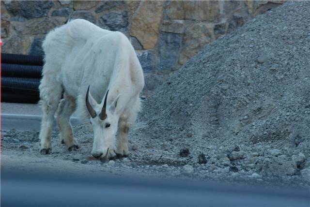 2010 Jul 8 Glacier_010.jpg