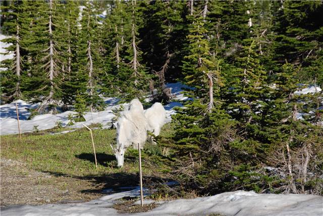 2010 Jul 8 Glacier_013.jpg