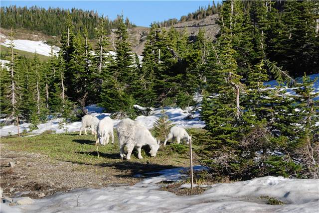 2010 Jul 8 Glacier_014.jpg