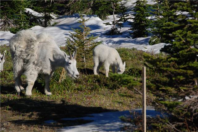 2010 Jul 8 Glacier_015.jpg