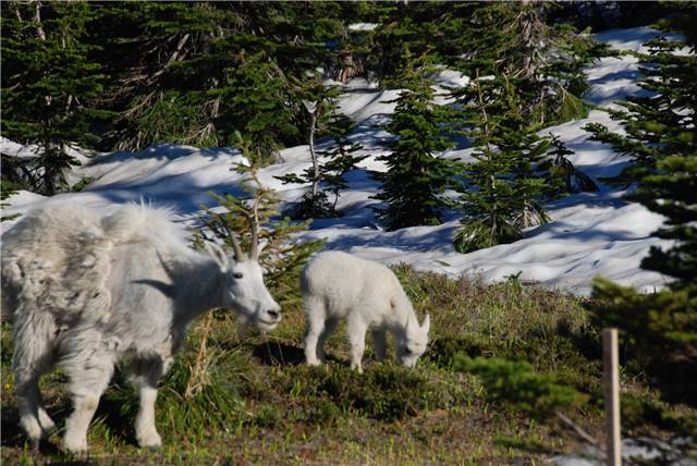 2010 Jul 8 Glacier_016.jpg
