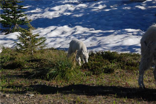 2010 Jul 8 Glacier_017.jpg