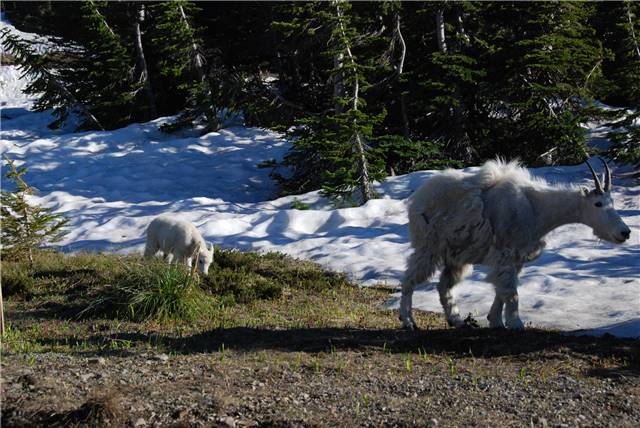 2010 Jul 8 Glacier_018.jpg