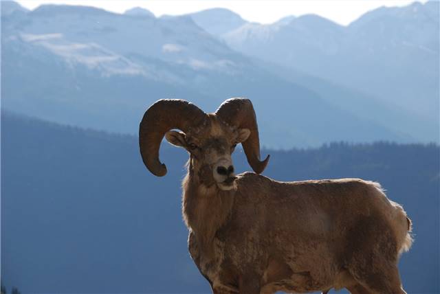 2010 Jul 8 Glacier_022.jpg