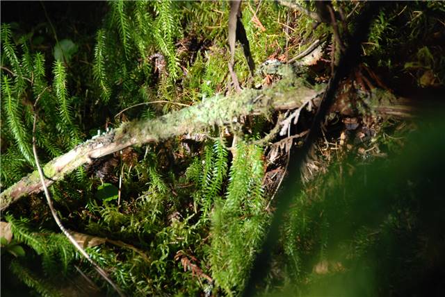 2010 Oct 16 FallColors_118.jpg