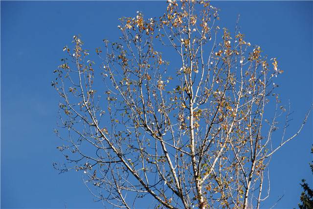2010 Oct 16 FallColors_121.jpg