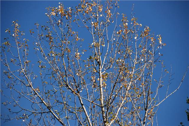 2010 Oct 16 FallColors_122.jpg