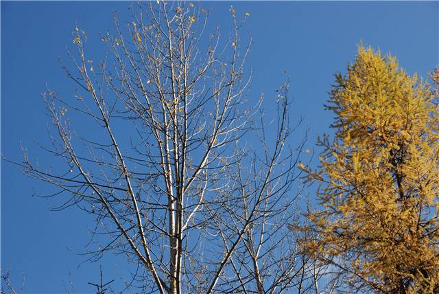 2010 Oct 16 FallColors_123.jpg