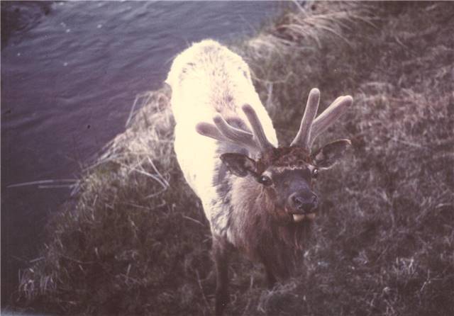 Elk in Velvet yellowstone 1977.jpg