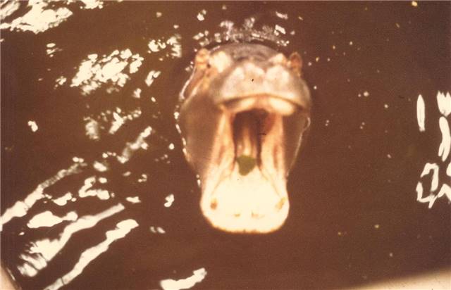 Hippo SLC 1977.jpg