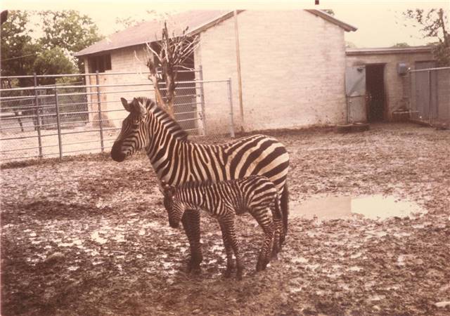 Zebra SLC 1977.jpg