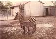 Zebra SLC 1977.jpg